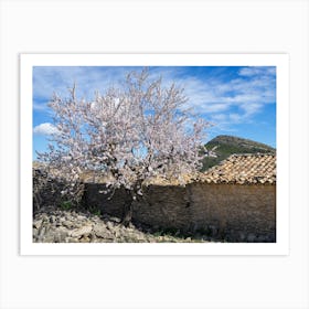 Almond tree in bloom and farmhouse Art Print