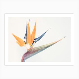 Bird Of Paradise Art Print