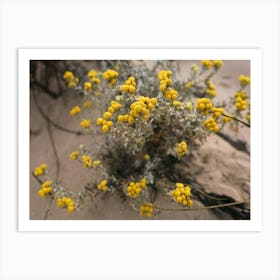 Yellow Everlasting Flowers In The Sand Art Print