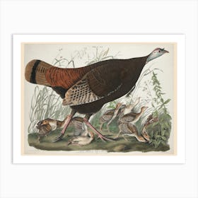Great American Hen And Young, Birds Of America, John James Audubon Art Print