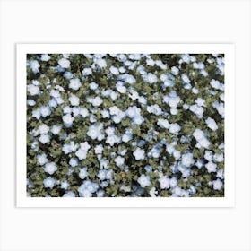 Tiny Blue Flowers Art Print
