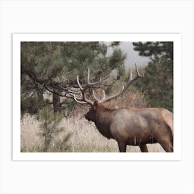 Wyoming Elk View Art Print