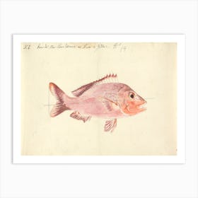 A Fish From The Red Sea, Luigi Balugani Art Print