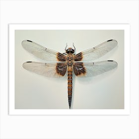 Dragonfly Common Baskettail Epitheca 1 Art Print