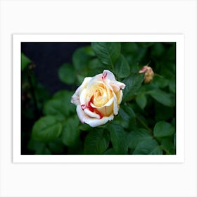 Rose In The Garden Art Print