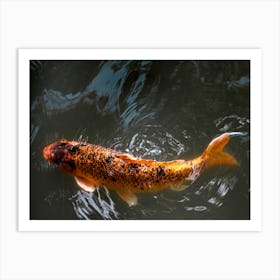 Koi Fish Affiche