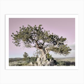 Ponderosa Pine Wyoming Art Print