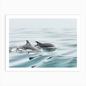 Ocean Dolphins Art Print