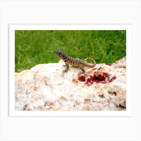 Lizard On A Rock Art Print