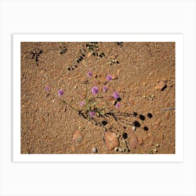 Small Purple Flowers In The Desert Art Print