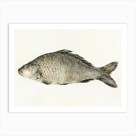 Fish 5, Jean Bernard Art Print