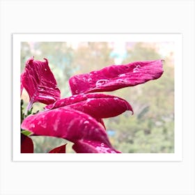 Poinsettia Flower In Rain 1 Art Print