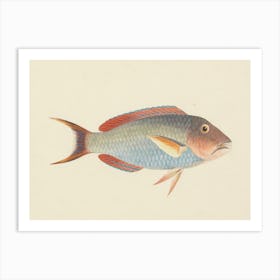 Unidentified Fish, Luigi Balugani (16) Art Print