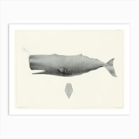 Sperm Whale, Charles Melville Scammon Art Print
