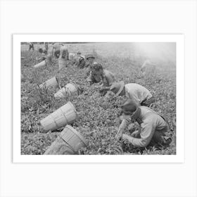 Pea Pickers In The Field, Canyon County, Idaho By Russell Lee Art Print