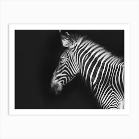 Zebra On Black Background Art Print