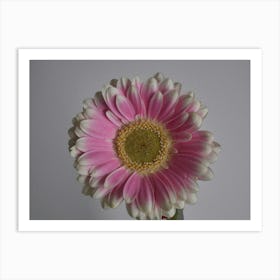 Chrysanthemum 3 Art Print