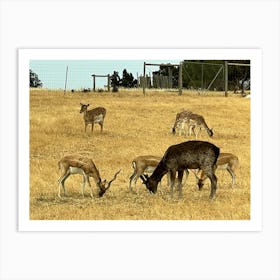 Deer Grazing In A Field Art Print