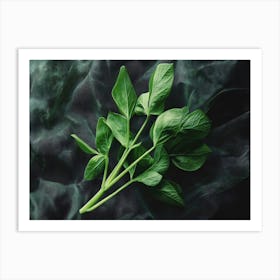 Fresh Basil Art Print