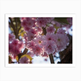 Pink blossoms of an ornamental cherry against the light Art Print