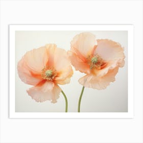 Poppies 1 Art Print