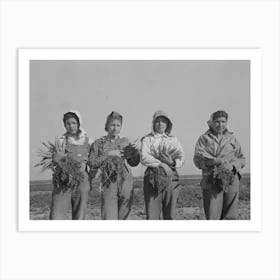 Mexican Girl, Carrot Worker, Edinburg, Texas By Russell Lee Art Print