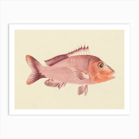 Unidentified Fish, Luigi Balugani 7 Art Print