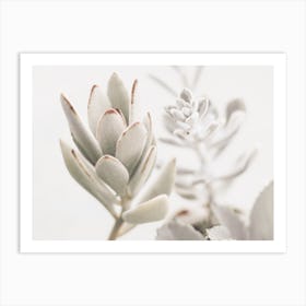 Fuzzy Succulents Art Print