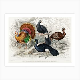 American Wild Turkey, Crested Curassow, Galeated Curassow, And Red Curassow, Oliver Goldsmith Art Print