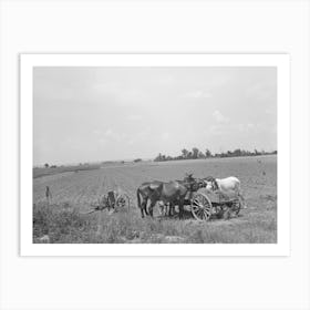 Mules Eating Hay During Lunch Hour On Tenant Farmer S Place Near Warner, Oklahoma By Russell Lee Art Print
