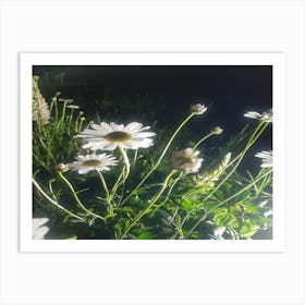 Daisies At Night Art Print