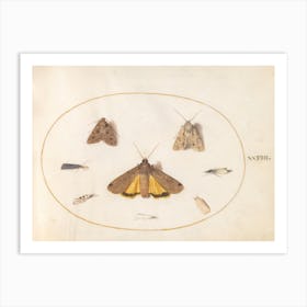 Eight Moths, Joris Hoefnagel Art Print