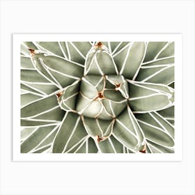 Succulent Plant Art Print