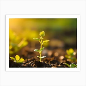 Seedling In The Field Art Print