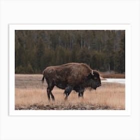 Western Bison Range Art Print