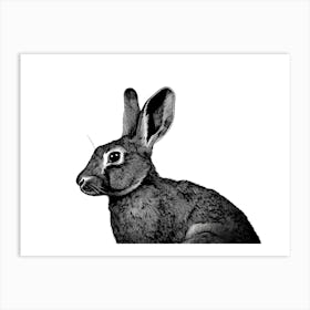 Black & White Rabbit Portrait Art Print