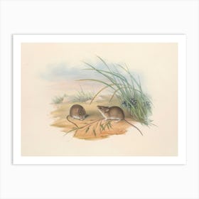 Vintage Two Mice In The Sand Art Print