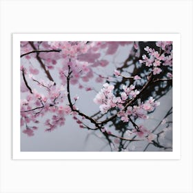 Cherry Blossoms 27 Art Print