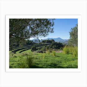 Olive trees and green fields in a rural area Art Print