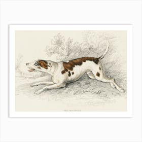 Foxhound Art Print