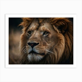 Lion Portrait Art Print