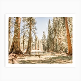 California Forest Art Print