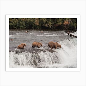 Bears Fishing On River Art Print