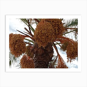 Palm Tree With Dates Art Print
