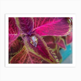 Bug On A Plant Art Print