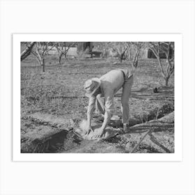 Farmer Banking Irrigation Ditches With Sacks, Placer County, California, See Caption For 38438d By Russell Lee Art Print