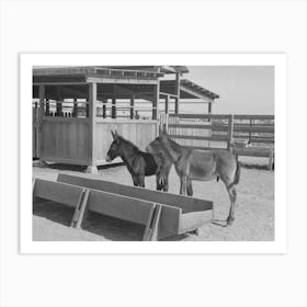 Mule Colts, Tom And Jerry, At The Casa Grande Valley Farms, Pinal County, Arizona By Russell Lee Art Print