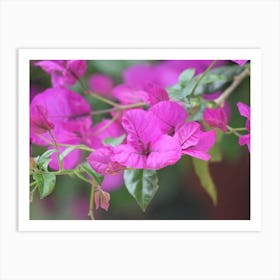 Bougainvillea 4 Poster