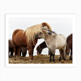 Iceland horses 1 Art Print