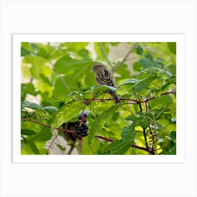 Sparrow And Poke Berries Art Print